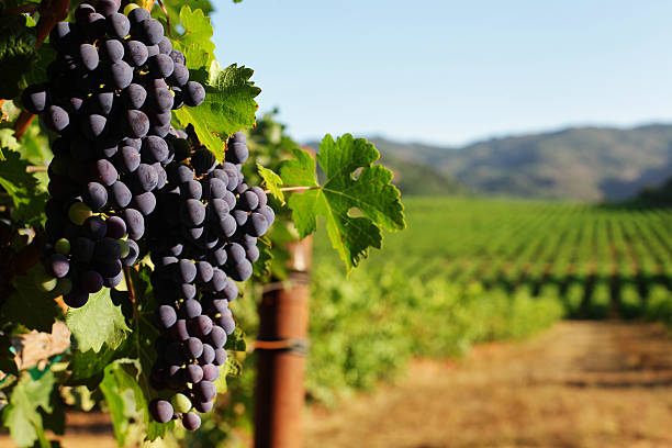 Grapes for making wine