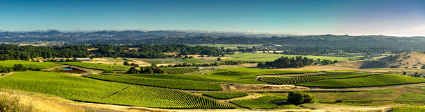 Panoramic view of a vinyard